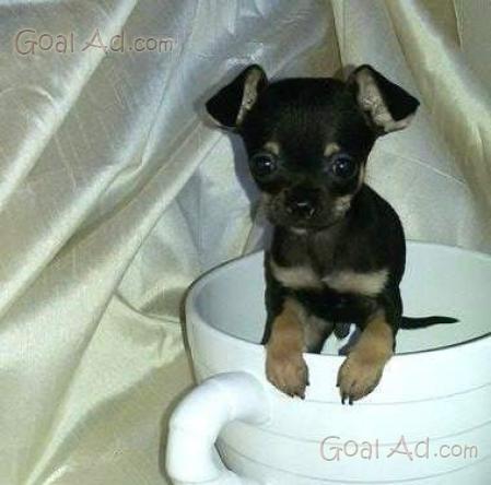 Bellissimo Chihuahua Nero Focato Bellissimo Chihuahua Cerca