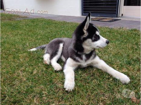 Regalo Cucciolo Husky Bellissimo Siberian Razza Cerca Compra