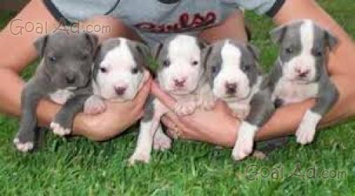 Cuccioli Di Pitbull In Regalo Veneto Italian Guide