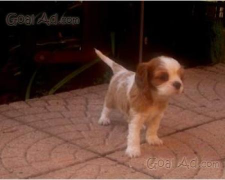 Cane Cavalier King Charles Spaniel Regalo Nike Air Max 90 Scontate