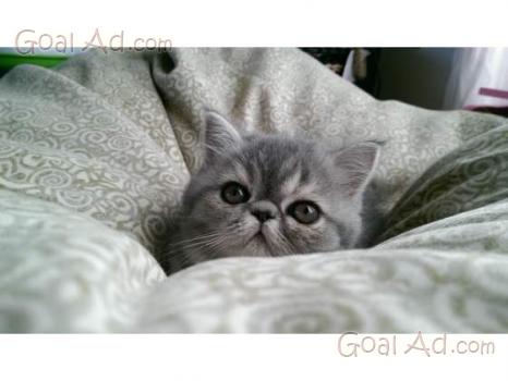 Gatto Razza Castrato 300euro British Shorthair Cerca Compra