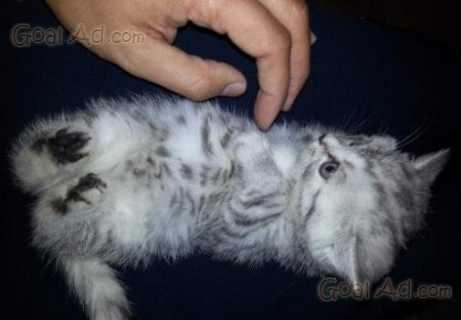 Cerco Accoppiamento Gatto British Shorthair Splendido Cerca