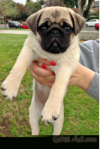 Bellissima Cucciola Carlino Femmina Carlina Nera Cerca Compra