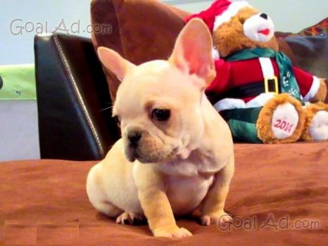 Cuccioli Qualità Bulldog Francese Cerca Compra Vendi Nuovo E