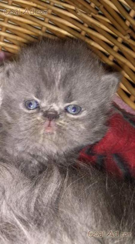 Cuccioli Gatto Persiano Gattini Persiani Puri Cerca Compra Vendi