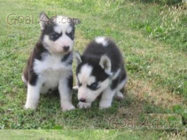 Cuccioli Siberian Husky Disponibile Cucciolo Nato Cerca Compra
