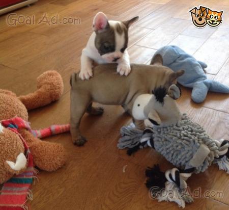 Cuccioli Bouledogue Francese Subito Regalo Saldo Contabile