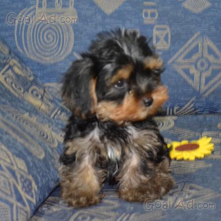 Cuccioli Incrocio Cocker Meticcio Sverminati Svezzati Cerca