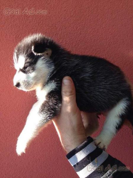 Regalo Cuccioli Certosino Regalo Ultimi Cuccioli Cerca Compra