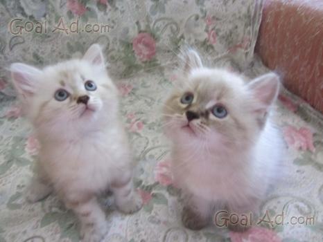 Cuccioli Gatto Siberiano Neva Masquerade Ipoall Cerca Compra
