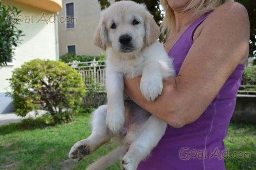Cuccioli Golden Retriever Pedigree Disponibili Ivrea Cerca Compra