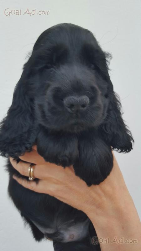 Cucciolo Cocker Spaniel Inglese Allevamento Porolissum Cerca