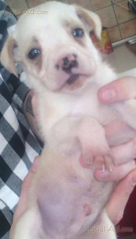 Regalo Cuccioli Incrocio Boxer Cuccioli Incrocio Cerca Compra