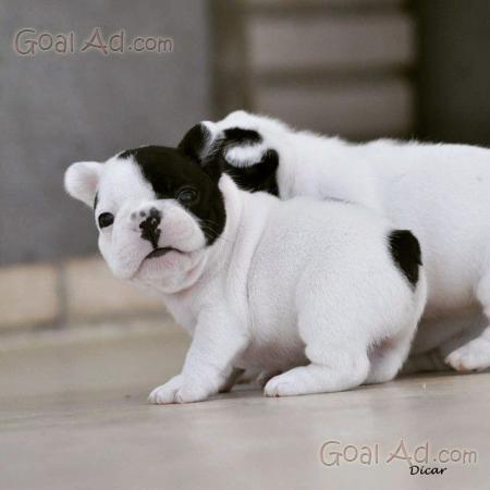 Bulldog Inglese Cuccioli Allevamento Campedei Enci Cerca Compra