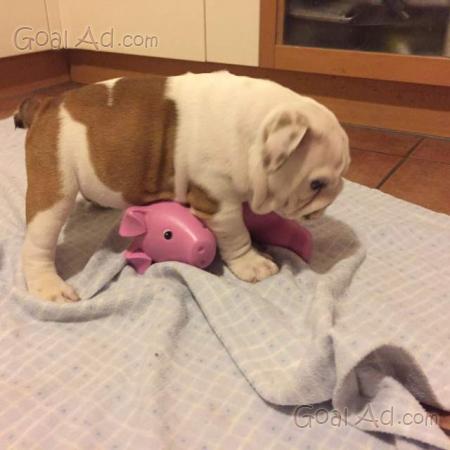 Bulldog Inglese Bellissimi Cuccioli Allevamento Ungherese Cerca