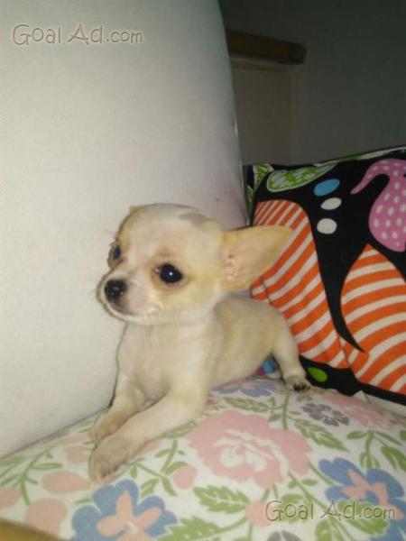 Cuccioli Chihuahua Bianco Beige Femmina Marroncini Maschio Cerca