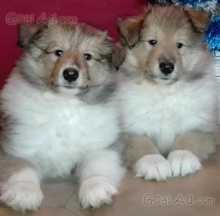 Cane Pastore Apuano Disponibili Cuccioli Allevamento Cerca Compra