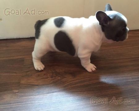 Stupendi Cuccioli Bulldog Francesi Stupendi Cuccioli Cerca Compra