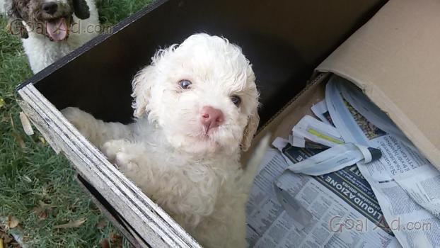 Lagotto Cuccioli Cane Tartufo Splendidi Romagnolo Cerca Compra