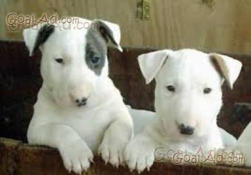 Cuccioli di bullterrier disponibili
