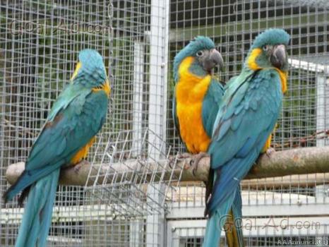 Ara ararauana disponibilità