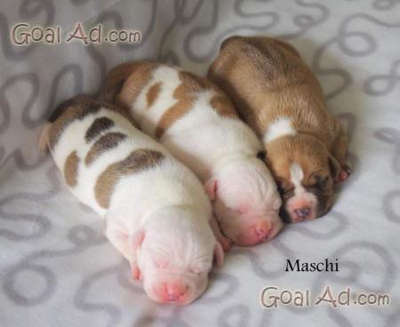 Cuccioli american staffordshire blue nose amstaff. Cerca, compra, vendi  nuovo e usato: Cerco femmina di American Staffordshire terrier