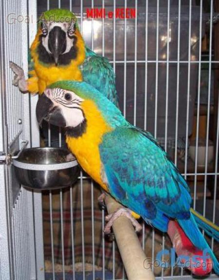 Coppia ararauna regalo fantastica pappagalli allevati. Cerca, compra, vendi  nuovo e usato: Fantastica coppia di ara ararauna