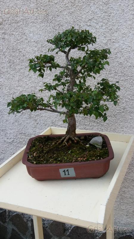 Bonsai di Olmo cinese vaso cm. 25 | Leroy Merlin